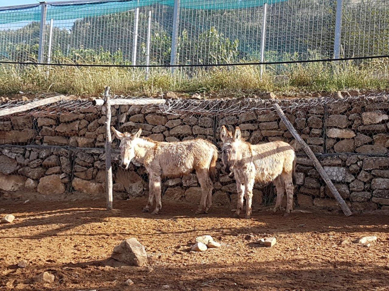 Agriturismo Il Drago Mirabella Imbaccari 外观 照片
