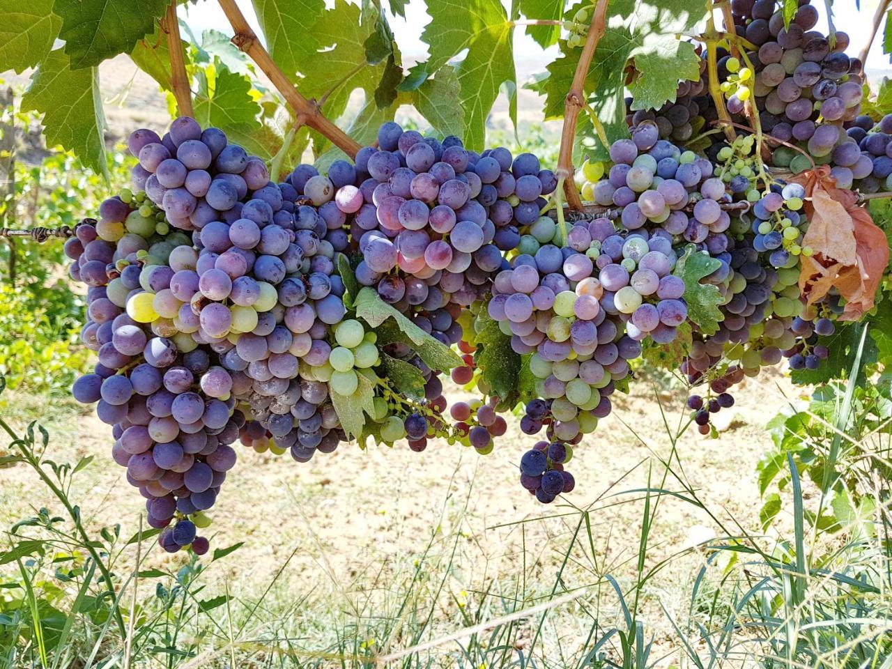 Agriturismo Il Drago Mirabella Imbaccari 外观 照片